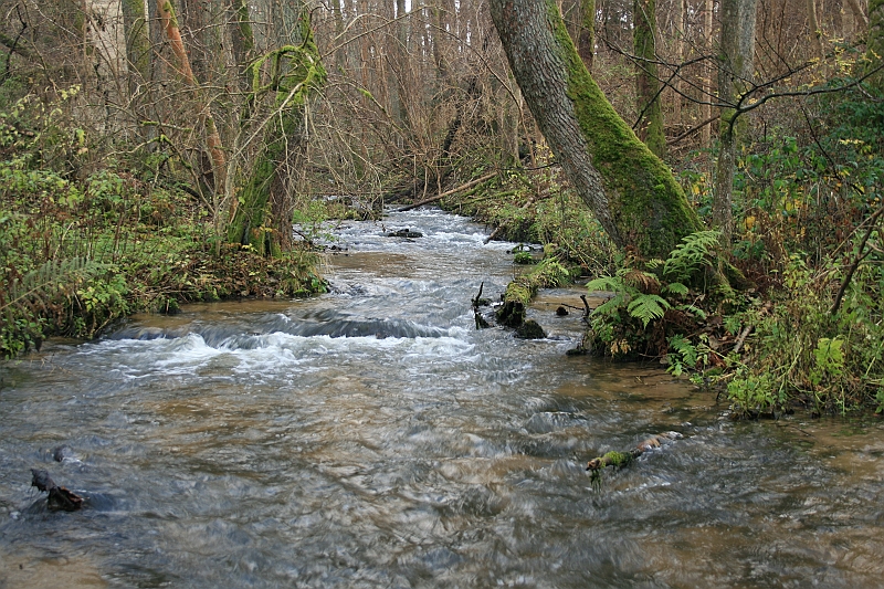 Rostoczek 11.2008 060
